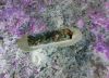 “If the Shoe Fits Wear It!” or “These Artists That Step In Feces 9