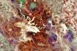 Psychological Morphology 45
