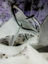 Wrestling With The Confines of The Seemingly Unending Cage Lo And Behold; It Instantaneously Turns On Itself & Commences To Struggle For Some Semblance of Reality Before Being Utterly and Irrevocably Transmuted! 7